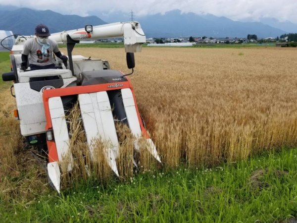 画像2: 完全“農薬不使用”栽培 浅川さんちの小麦粉「ゆめかおり」500g (2)