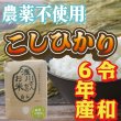 画像1: 令和6年収穫 長野県安曇野産 農薬不使用　「浅川さんちのお米」コシヒカリ (1)