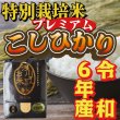 画像1: 令和6年収穫 長野県安曇野産 特別栽培米「浅川さんちのお米プレミアム」 コシヒカリ (1)