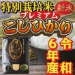 画像2: 令和6年収穫 長野県安曇野産 特別栽培米「浅川さんちのお米プレミアム」 コシヒカリ (2)