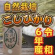 画像1: 令和6年収穫 長野県安曇野産 自然栽培　「浅川さんちのお米」コシヒカリ (1)