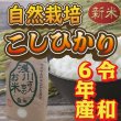 画像2: 令和6年収穫 長野県安曇野産 自然栽培　「浅川さんちのお米」コシヒカリ (2)