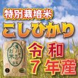 画像5: 【新米】令和7年収穫 長野県安曇野産 特別栽培米「浅川さんちのお米」 コシヒカリ (5)