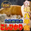 画像1: 令和8年収穫 長野県安曇野産 自然栽培　「浅川さんちのお米」コシヒカリ (1)