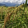 画像3: 令和3年収穫 長野県安曇野産 農薬不使用　「浅川さんちのお米」コシヒカリ (3)