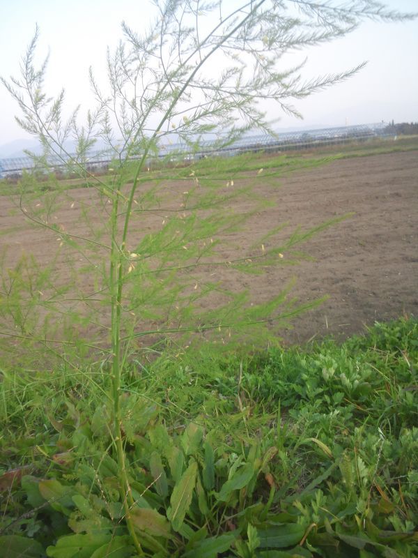 土手にある野菜