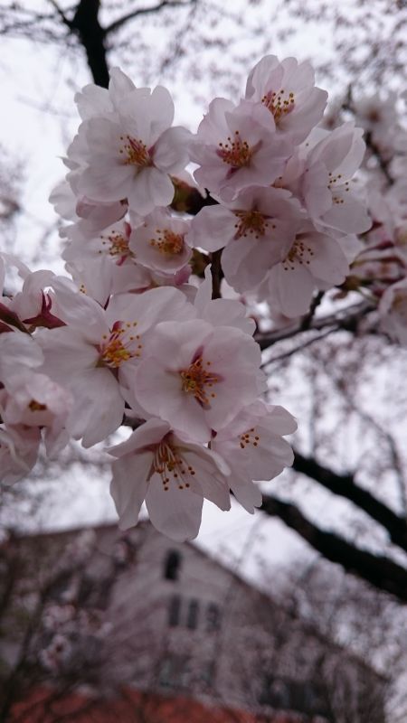 お花見までもう少し？