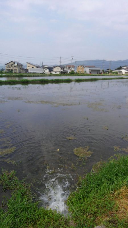 夏水田んぼ