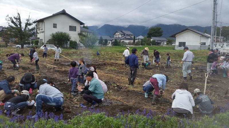 イモ掘り