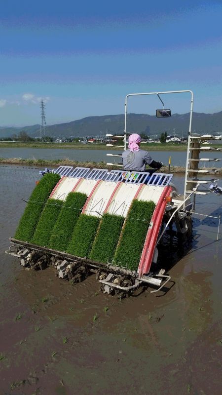 田植え