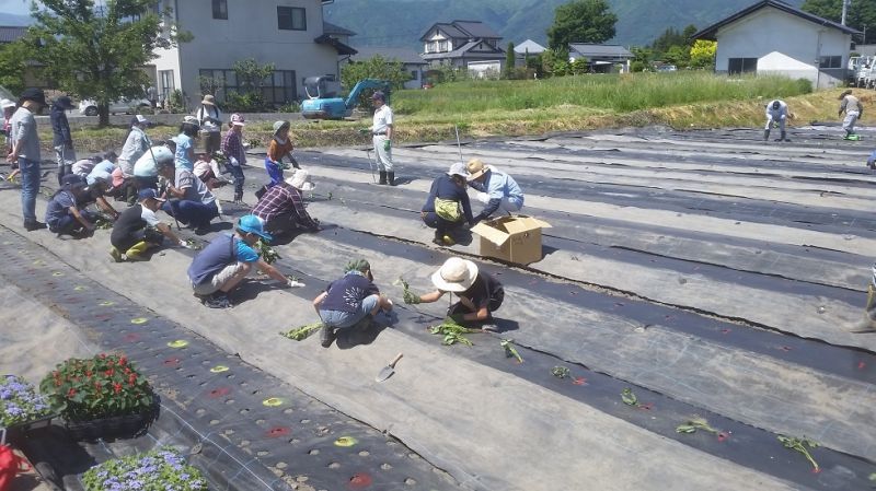 地区の子ども達と農作業