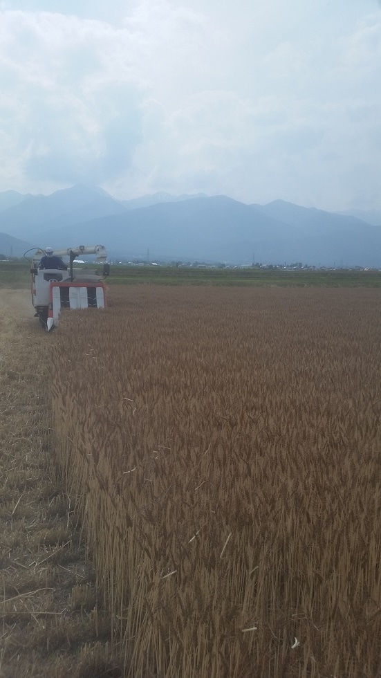 小麦の収穫
