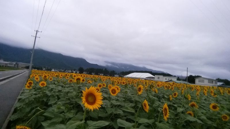 ひまわりの花が見ごろ